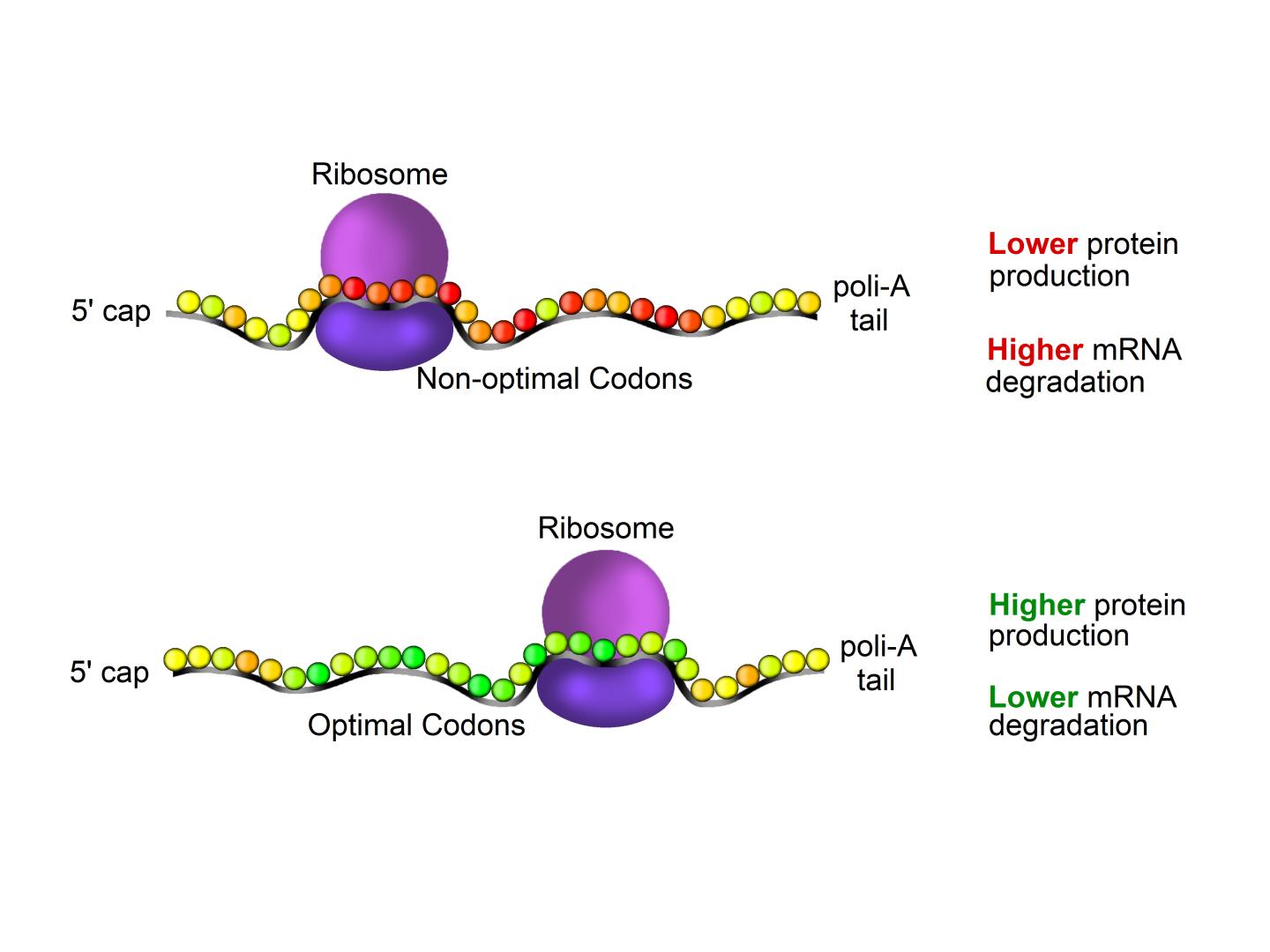 ribosome