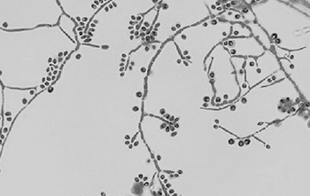 22 09 microbiologia Novidades