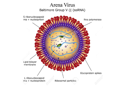 arena virus