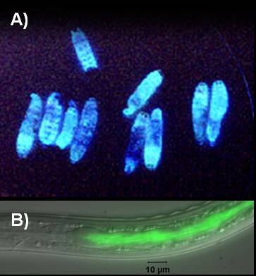 Figura 1(A) Bioluminescência de Photorhabdus luminescens infectando larvas de Galleria mellonella (Larvas de mariposa); Figura 1(B) Photorhabdus luminescens marcado com GFP (proteína verde fluorescente) no intestino do nematóide Heterorhabditis bacteriophora (Todd Ciche,Department of Microbiology and Molecular Genetics, Michigan State University, East Lansing, MI 48824 USA). http://microbewiki.kenyon.edu/index.php/Photorhabdus_luminescens