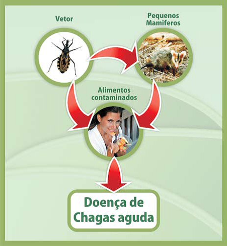 ciclo doenca chagas