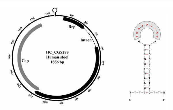 cyclovirus paper