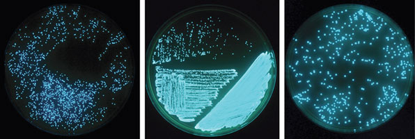 photobacteriumcultures2