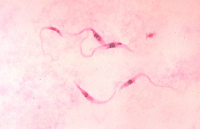 trypanosoma cruzi crithidia